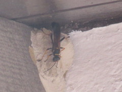 Sceliphron caementarium