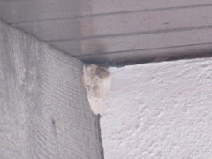 Sceliphron caementarium