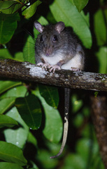 Uromys caudimaculatus