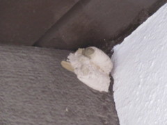 Sceliphron caementarium