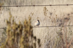 Cisticola juncidis terrestris