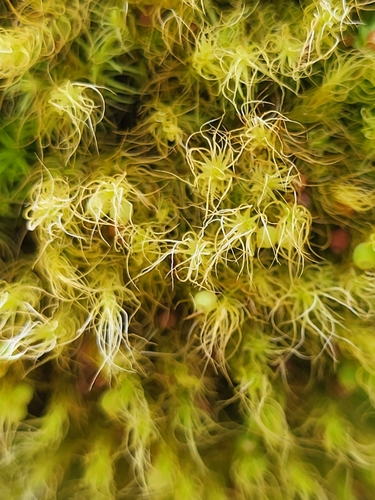 Image of Bartramia halleriana by (c) Jacek Pietruszewski, some rights reserved (CC BY)
