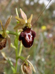 Ophrys sphegodes sphegodes