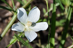 Callirhoe alcaeoides