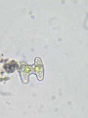 Staurastrum striolatum