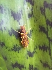 Nymphalidae