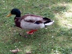 Anas platyrhynchos