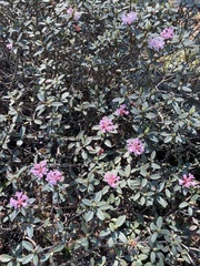 Rhododendron adamsii