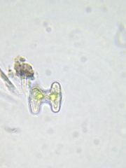 Staurastrum striolatum