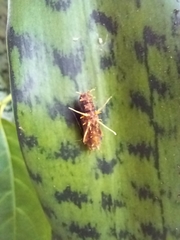Nymphalidae