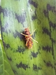 Nymphalidae