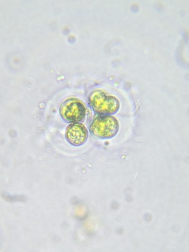Chlorokybophyceae