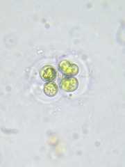 Chlorokybus