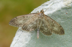 Anania lancealis