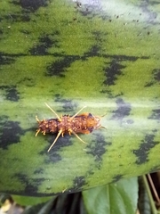 Nymphalidae
