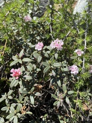 Rhododendron adamsii