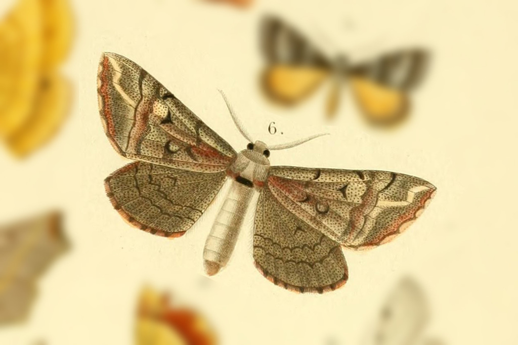 Sorocaba carmelitaria