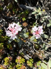 Rhododendron adamsii