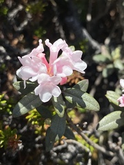 Rhododendron adamsii