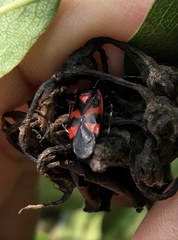 Deraeocoris trifasciatus