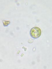 Chlorokybus
