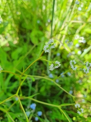 Valerianella dentata