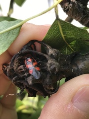 Deraeocoris trifasciatus