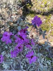 Rhododendron parvifolium