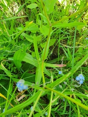 Valerianella dentata