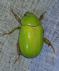 Macropoidelimus mniszechi