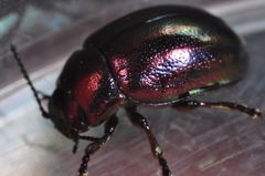 Chrysolina cerealis