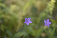 Campanula stevenii