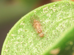 Ectopsocus meridionalis