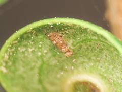 Ectopsocus meridionalis