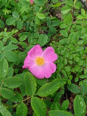 Rosa gallica