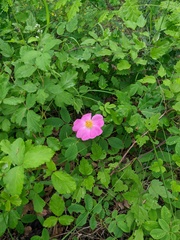 Rosa gallica