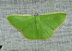 Nemoria remota