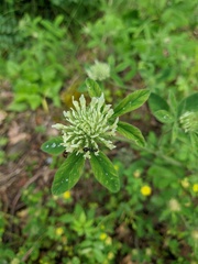 Trifolium montanum