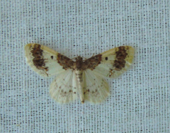 Hydrelia condensata