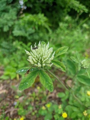 Trifolium montanum