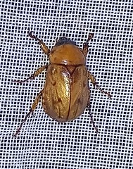 Cyclocephala lunulata