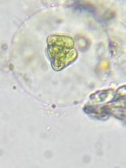 Staurastrum punctulatum