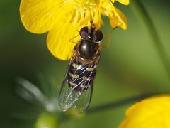 Lapposyrphus lapponicus