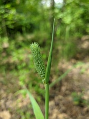 Phleum bertolonii