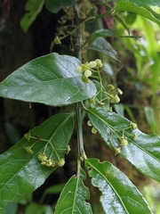 Euonymus echinatus