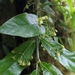Euonymus echinatus - Photo (c) Basu Dev Neupane, algunos derechos reservados (CC BY-NC), subido por Basu Dev Neupane