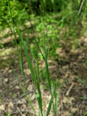 Phleum bertolonii
