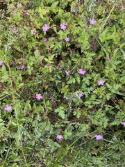 Geranium robertianum