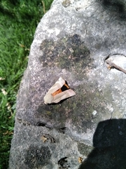 Noctua fimbriata