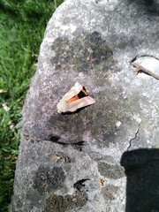 Noctua fimbriata